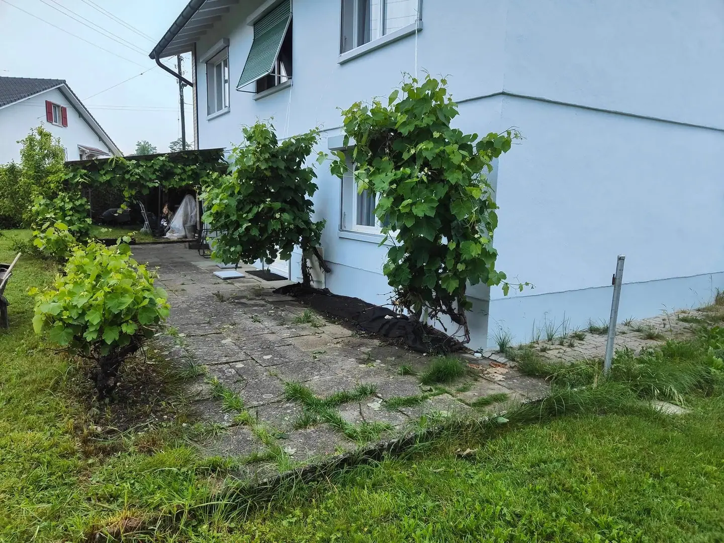 Une terrasse en bois sous la vigne, avant travaux