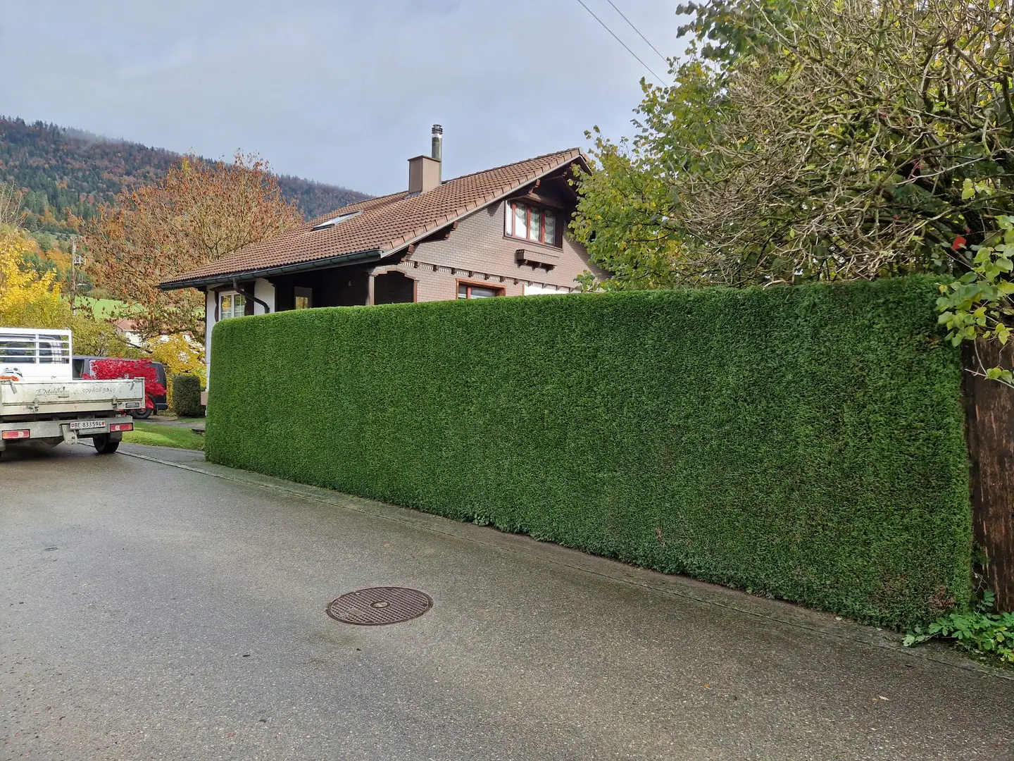 Geschnittene Hecke entlang einer Zufahrt